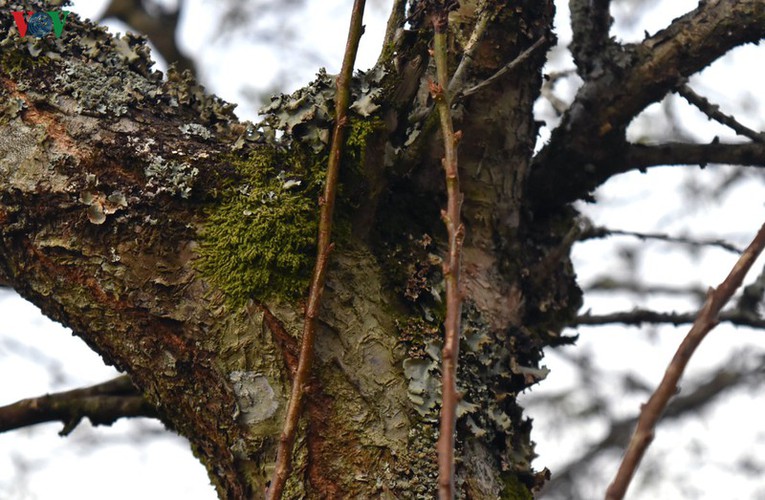 first appearance of plum blossoms signals early spring in moc chau hinh 7