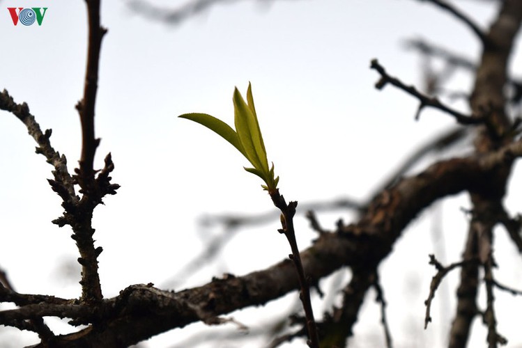 first appearance of plum blossoms signals early spring in moc chau hinh 8