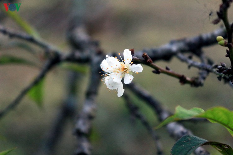 first appearance of plum blossoms signals early spring in moc chau hinh 9