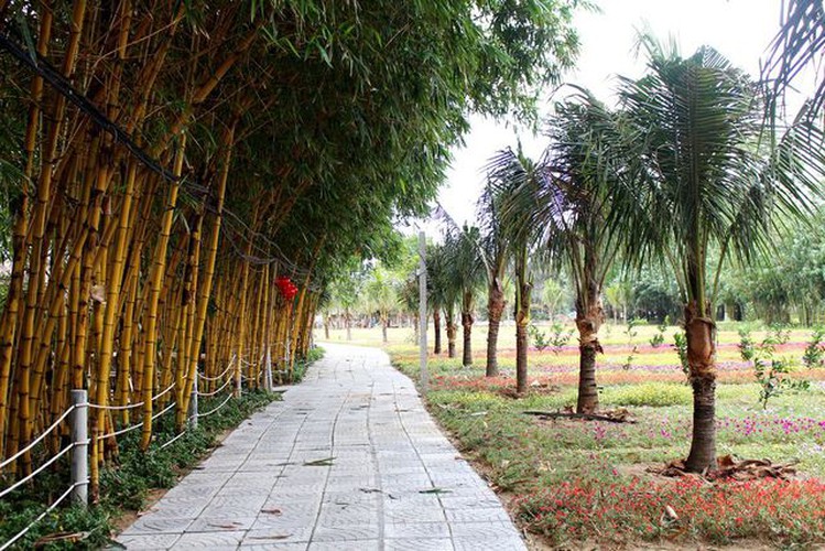 young people flock to unique bamboo forest in quang nam hinh 3