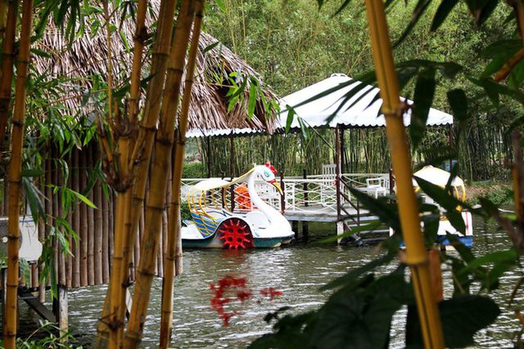 young people flock to unique bamboo forest in quang nam hinh 5
