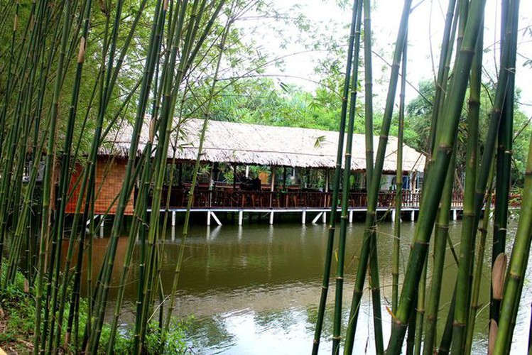 young people flock to unique bamboo forest in quang nam hinh 6