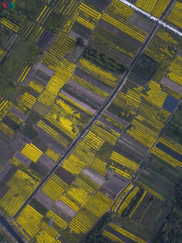 exploring vibrant chrysanthemum flower fields close to hanoi hinh 10