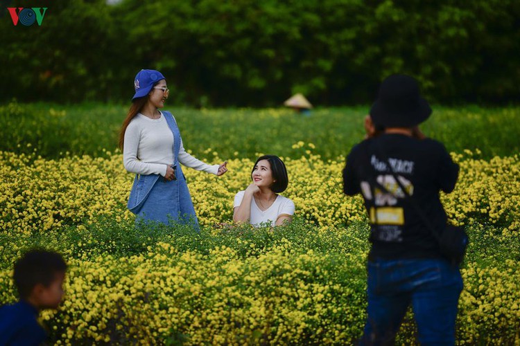 exploring vibrant chrysanthemum flower fields close to hanoi hinh 11