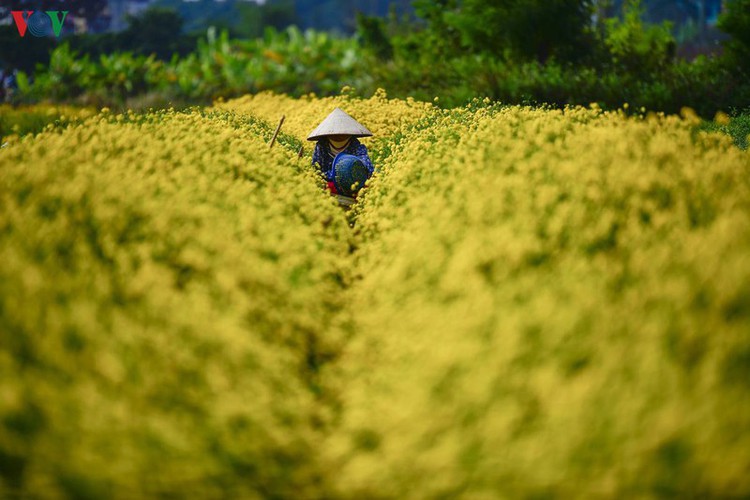 exploring vibrant chrysanthemum flower fields close to hanoi hinh 2