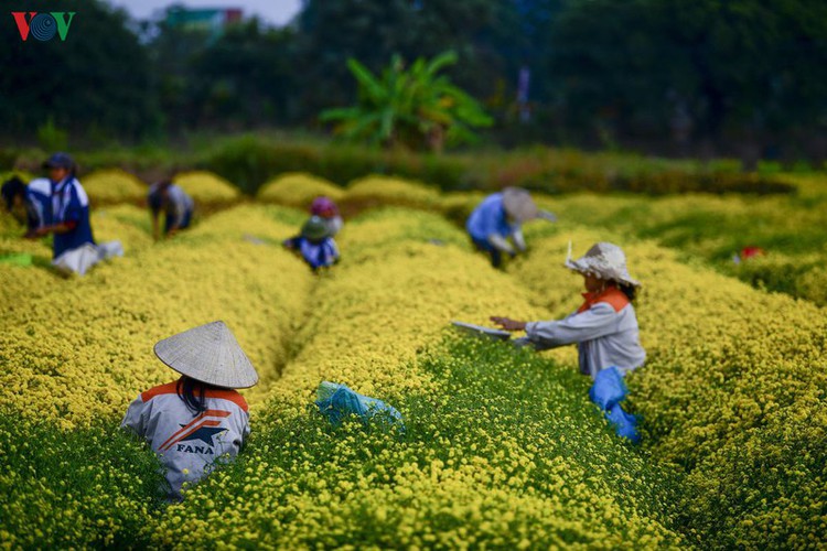 exploring vibrant chrysanthemum flower fields close to hanoi hinh 3