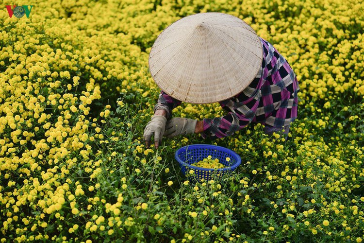 exploring vibrant chrysanthemum flower fields close to hanoi hinh 4