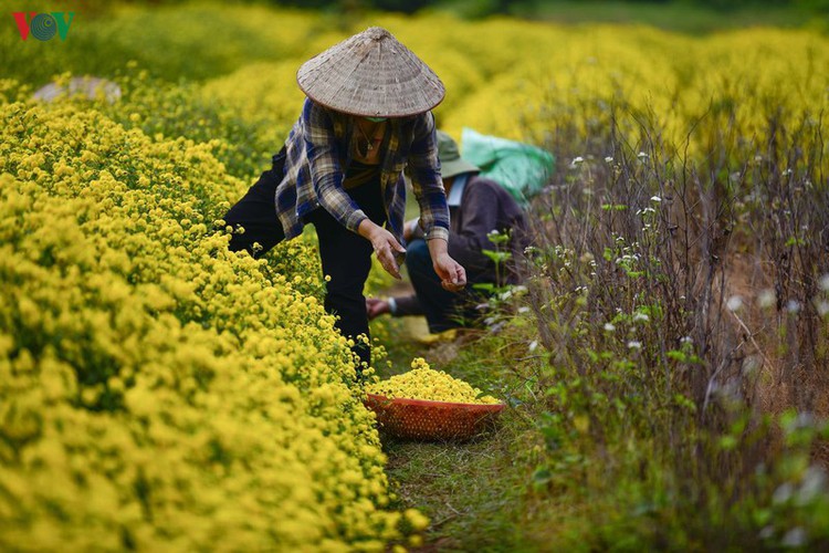 exploring vibrant chrysanthemum flower fields close to hanoi hinh 5