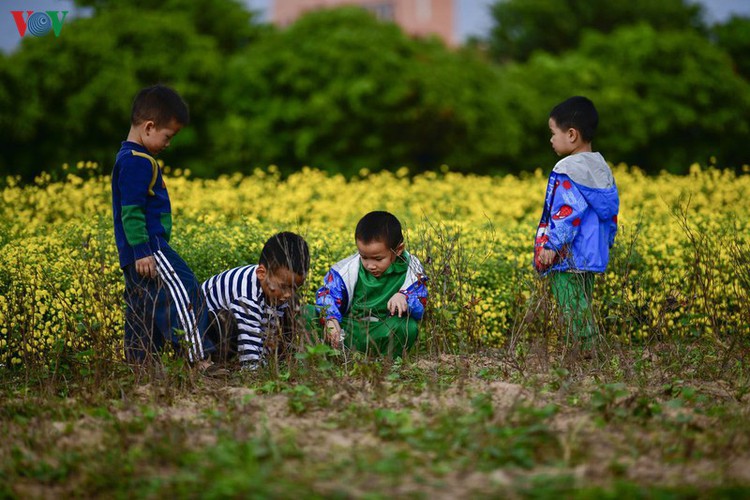 exploring vibrant chrysanthemum flower fields close to hanoi hinh 6