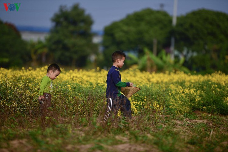 exploring vibrant chrysanthemum flower fields close to hanoi hinh 7