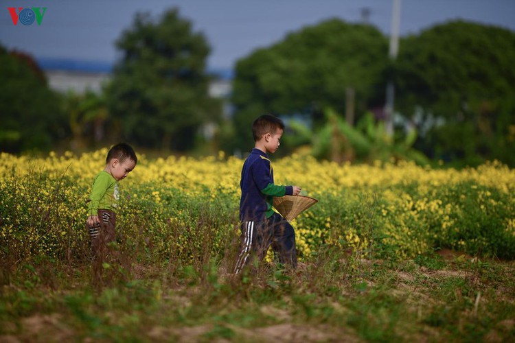 exploring vibrant chrysanthemum flower fields close to hanoi hinh 7