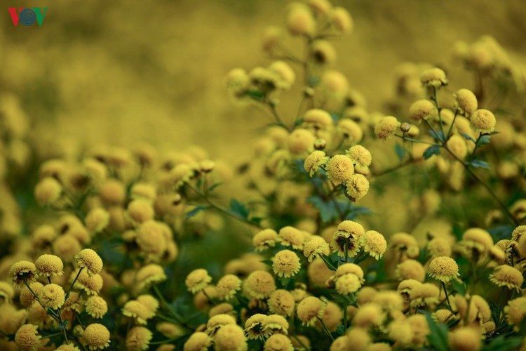 exploring vibrant chrysanthemum flower fields close to hanoi hinh 8