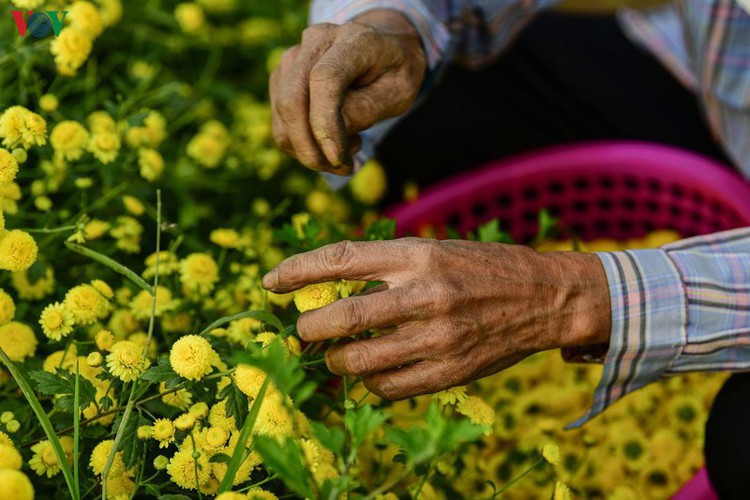 exploring vibrant chrysanthemum flower fields close to hanoi hinh 9