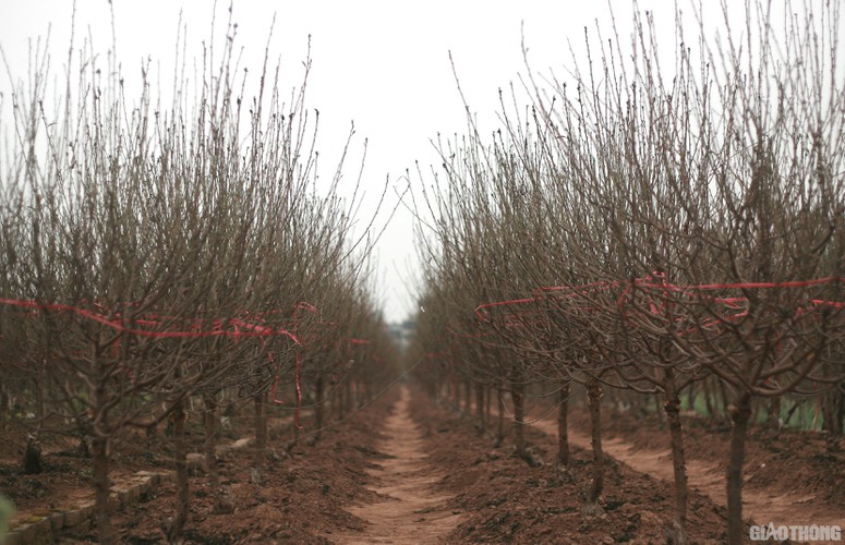 nhat tan peach blossoms signal first signs of tet in hanoi hinh 11