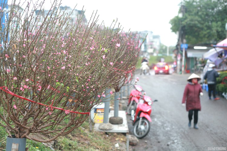 nhat tan peach blossoms signal first signs of tet in hanoi hinh 1
