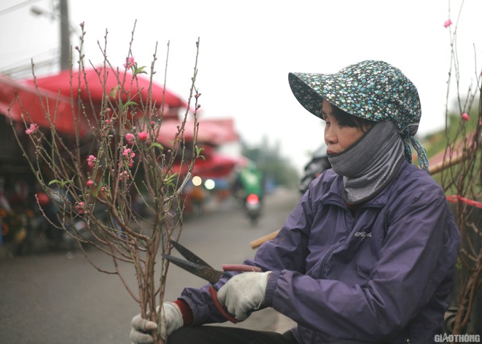 nhat tan peach blossoms signal first signs of tet in hanoi hinh 4