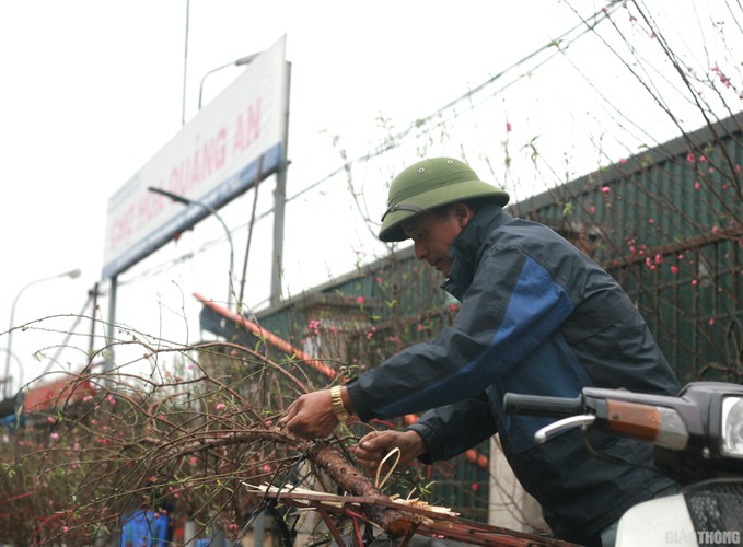 nhat tan peach blossoms signal first signs of tet in hanoi hinh 5