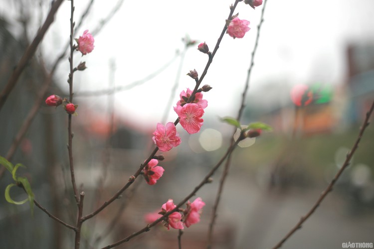 nhat tan peach blossoms signal first signs of tet in hanoi hinh 6