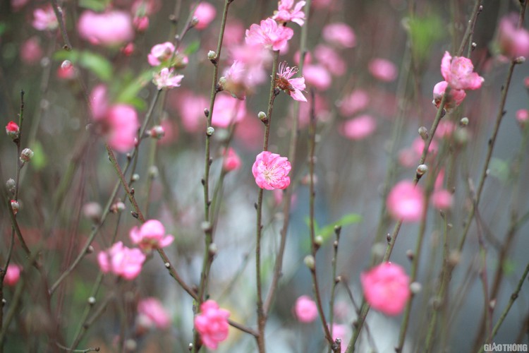 nhat tan peach blossoms signal first signs of tet in hanoi hinh 7