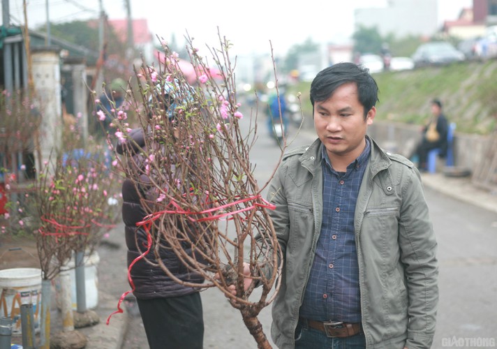 nhat tan peach blossoms signal first signs of tet in hanoi hinh 8