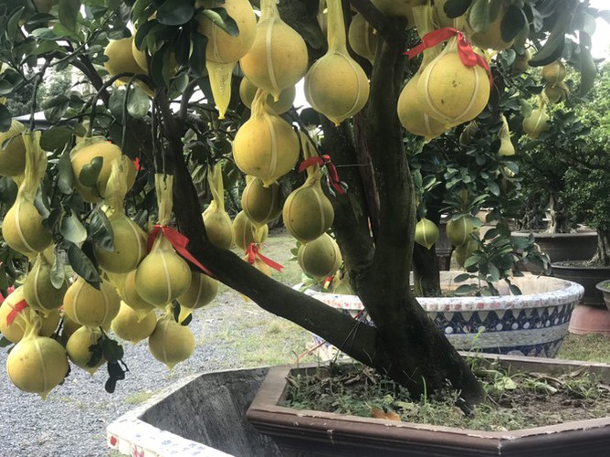 dien grapefruit in ho chi minh city sees price rise ahead of tet hinh 10