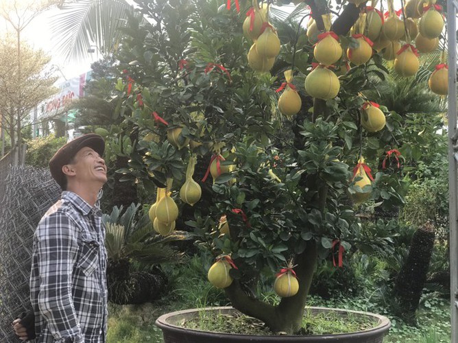 dien grapefruit in ho chi minh city sees price rise ahead of tet hinh 11