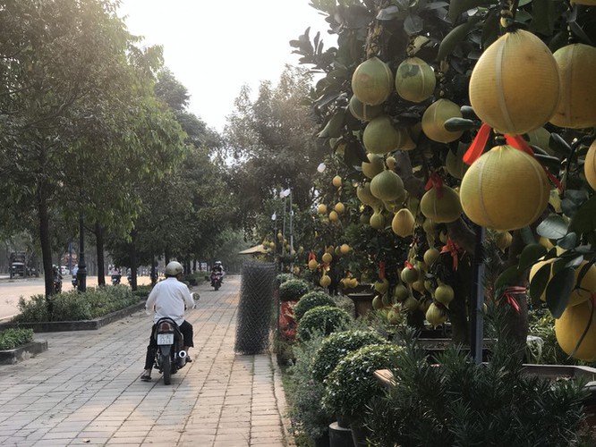 dien grapefruit in ho chi minh city sees price rise ahead of tet hinh 1