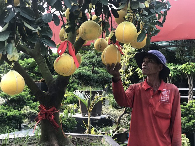 dien grapefruit in ho chi minh city sees price rise ahead of tet hinh 6