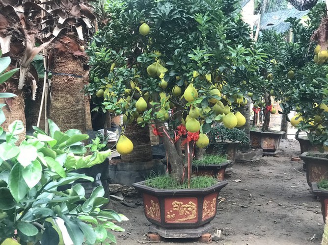 dien grapefruit in ho chi minh city sees price rise ahead of tet hinh 7