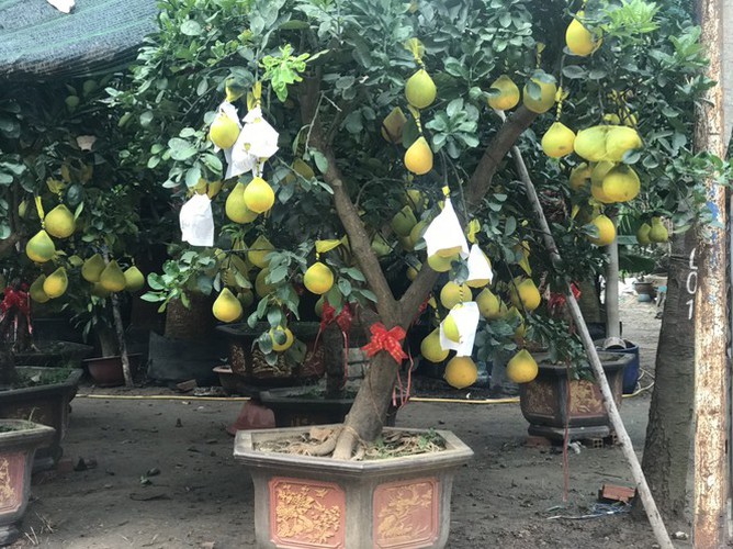 dien grapefruit in ho chi minh city sees price rise ahead of tet hinh 8