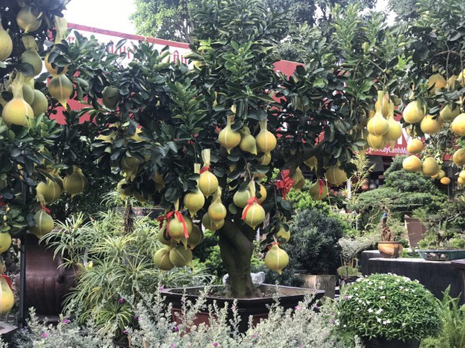 dien grapefruit in ho chi minh city sees price rise ahead of tet hinh 9