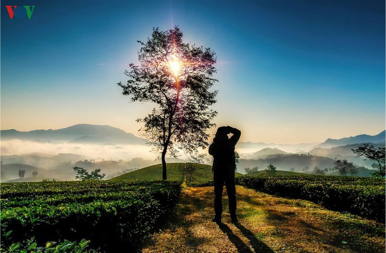 exploring beautiful long coc tea hills in phu tho amid sunrise hinh 11