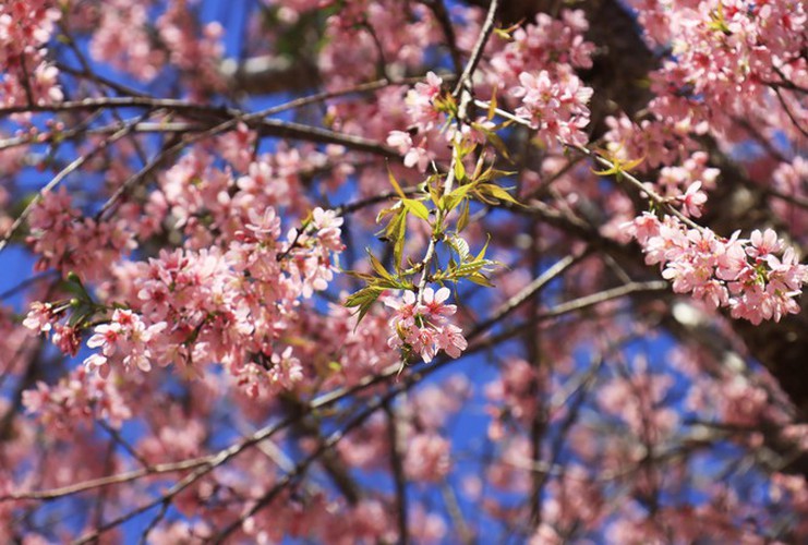 cherry blossoms in full bloom brighten the streets of da lat city hinh 1