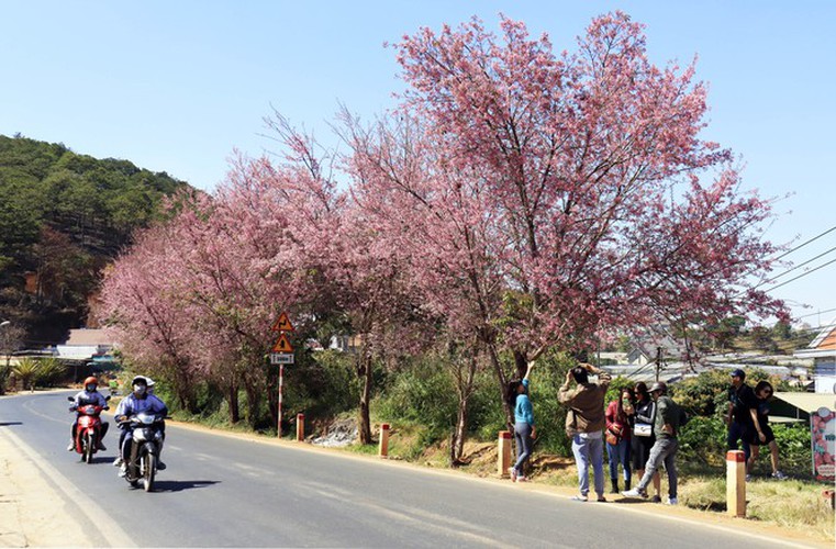 cherry blossoms in full bloom brighten the streets of da lat city hinh 2