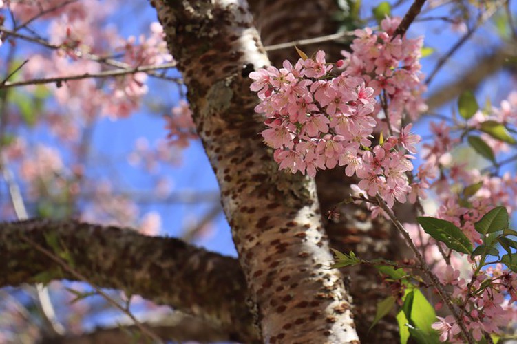 cherry blossoms in full bloom brighten the streets of da lat city hinh 4