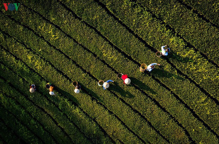 exploring beautiful long coc tea hills in phu tho amid sunrise hinh 4