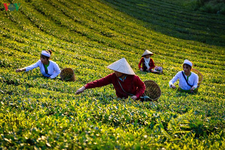 exploring beautiful long coc tea hills in phu tho amid sunrise hinh 5