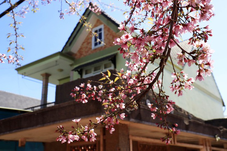 cherry blossoms in full bloom brighten the streets of da lat city hinh 6