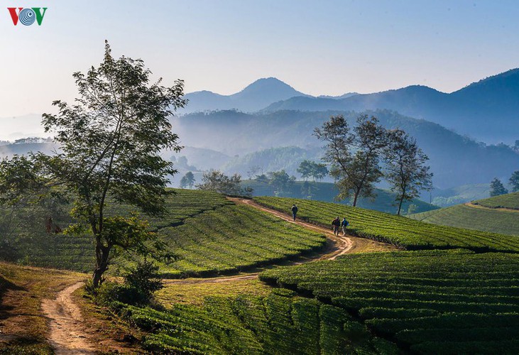 exploring beautiful long coc tea hills in phu tho amid sunrise hinh 6