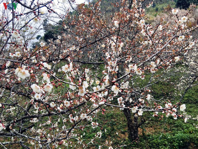 exploring pristine beauty of apricot blossoms in moc chau hinh 10