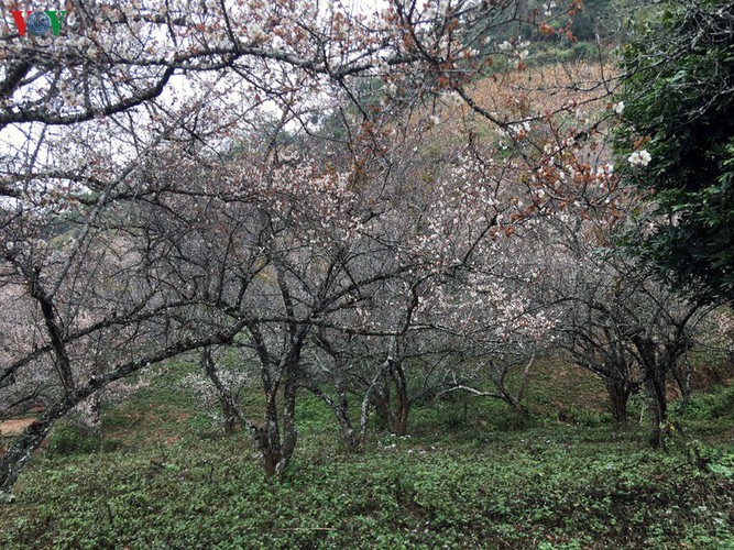 exploring pristine beauty of apricot blossoms in moc chau hinh 11