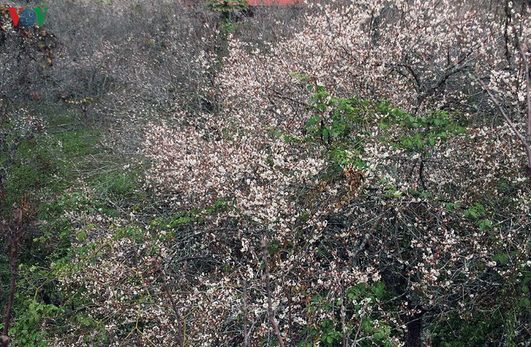 exploring pristine beauty of apricot blossoms in moc chau hinh 1