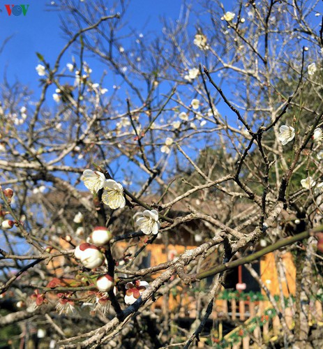 exploring pristine beauty of apricot blossoms in moc chau hinh 2