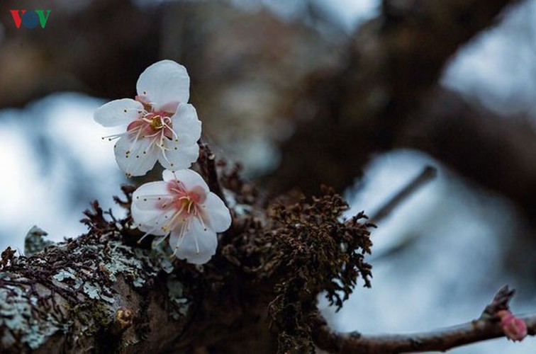 exploring pristine beauty of apricot blossoms in moc chau hinh 3