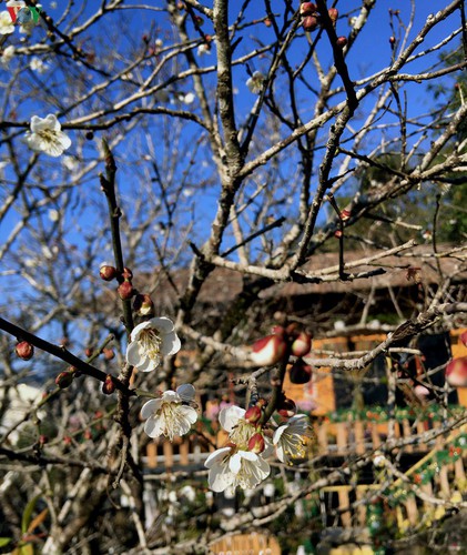 exploring pristine beauty of apricot blossoms in moc chau hinh 4