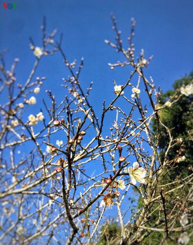 exploring pristine beauty of apricot blossoms in moc chau hinh 5