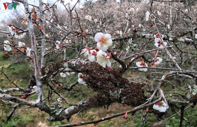 exploring pristine beauty of apricot blossoms in moc chau hinh 7