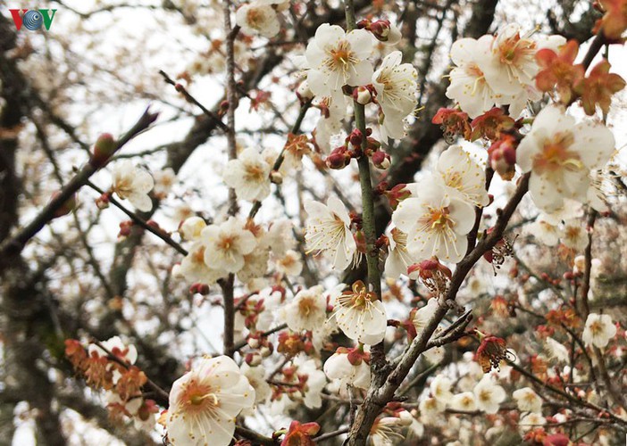 exploring pristine beauty of apricot blossoms in moc chau hinh 8