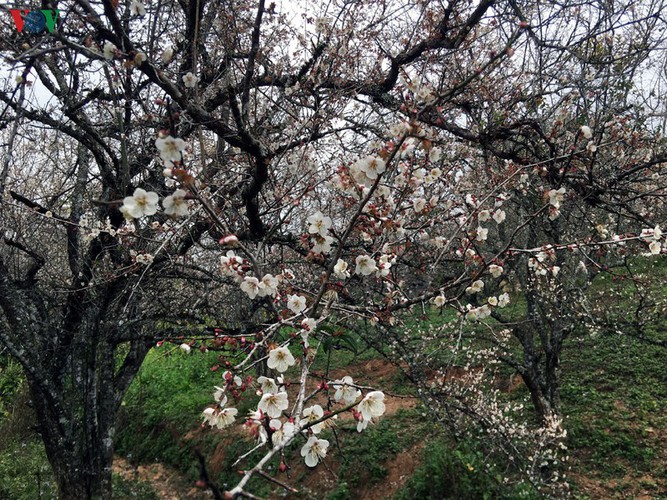 exploring pristine beauty of apricot blossoms in moc chau hinh 9