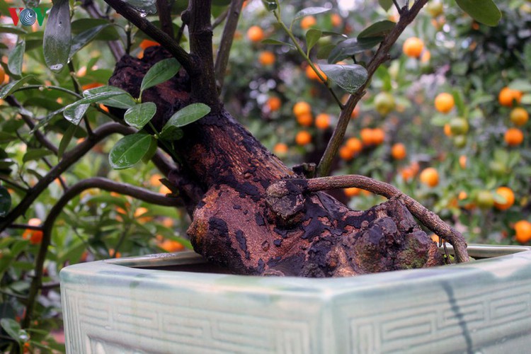 bonsai kumquat trees of tu lien village attracts customers hinh 11